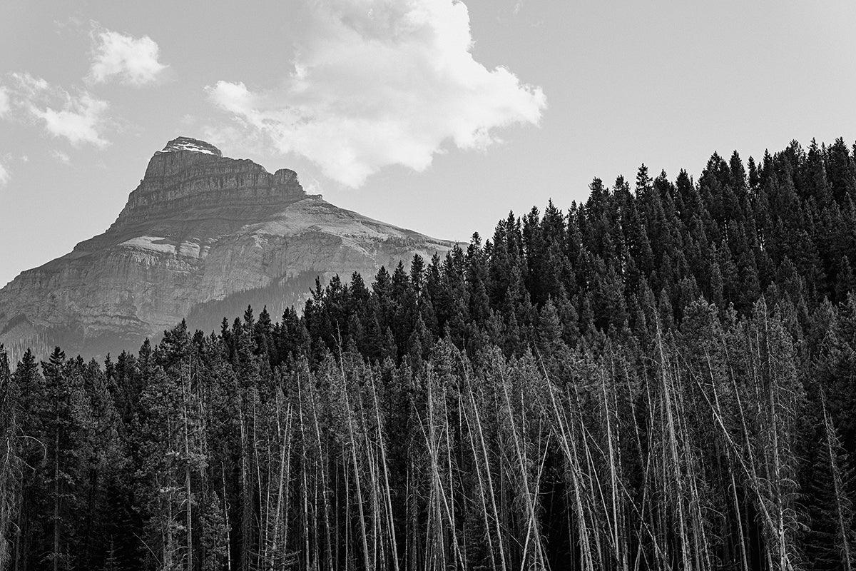 Mountain-Forest Study No. 1, Banff National Park - Walloy