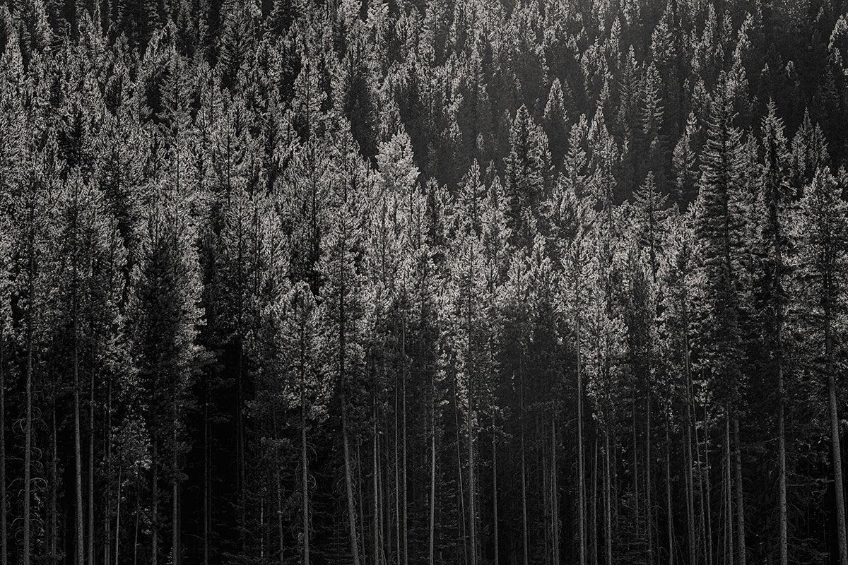 Wall of Trees Number 2, Banff National Park, 2019 - Walloy