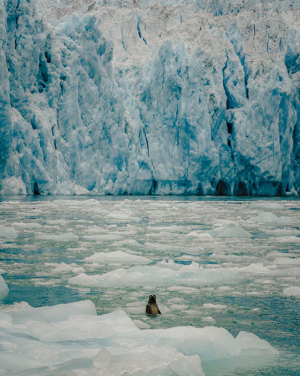 Seal of Approval, LeConte Glacier, Alaska - Walloy