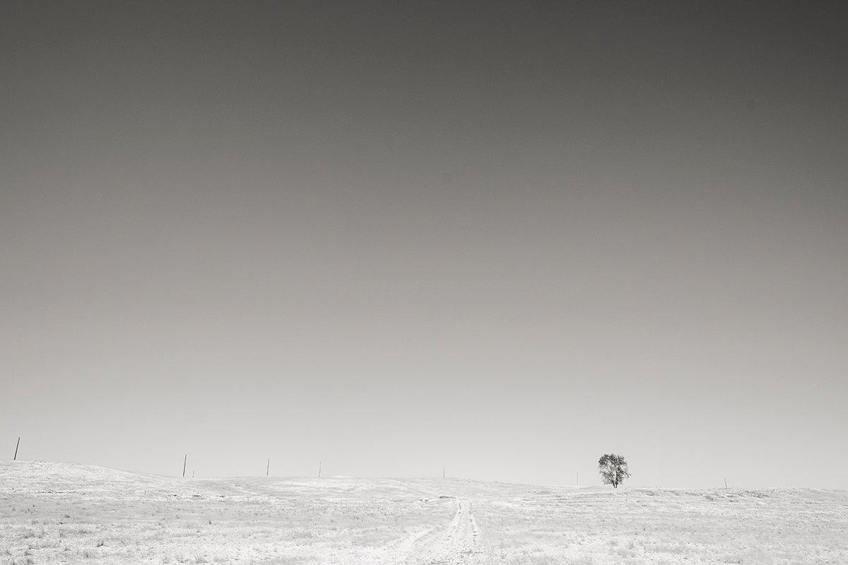 Lone tree out standing in a field - Walloy
