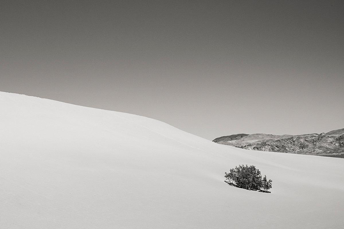 Lone Tree on a Big Sand Dune, Death Valley - Walloy