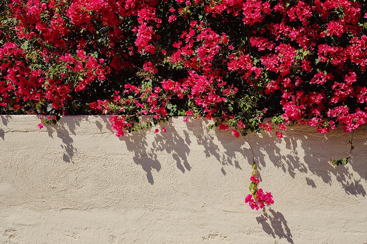 Bougainvillea hangs out in Palm Springs - Walloy