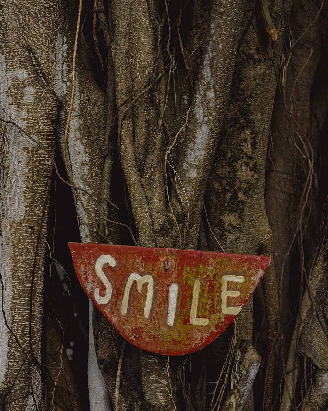 Tree with Smile in Kauai