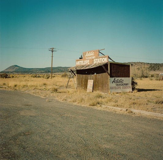 Artistic taxidermy stand, Eastern Oregon - Walloy