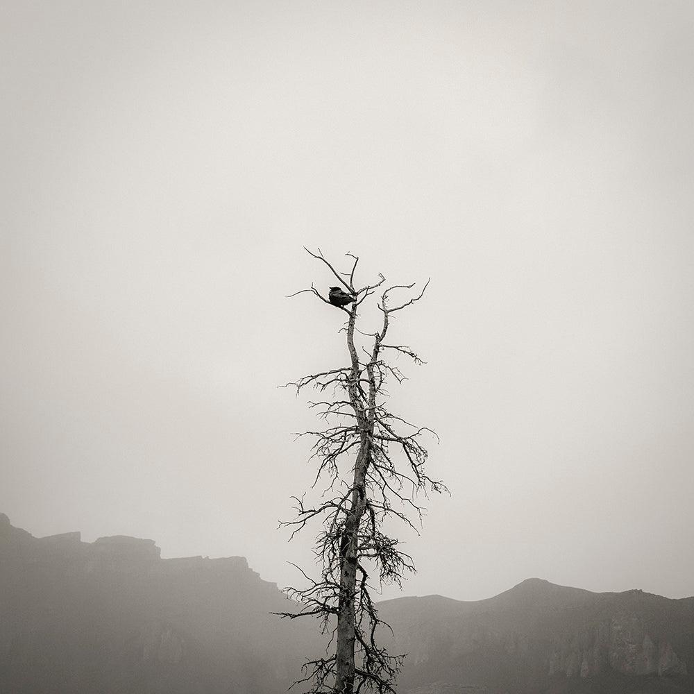 The Perch, Banff National Park - Walloy