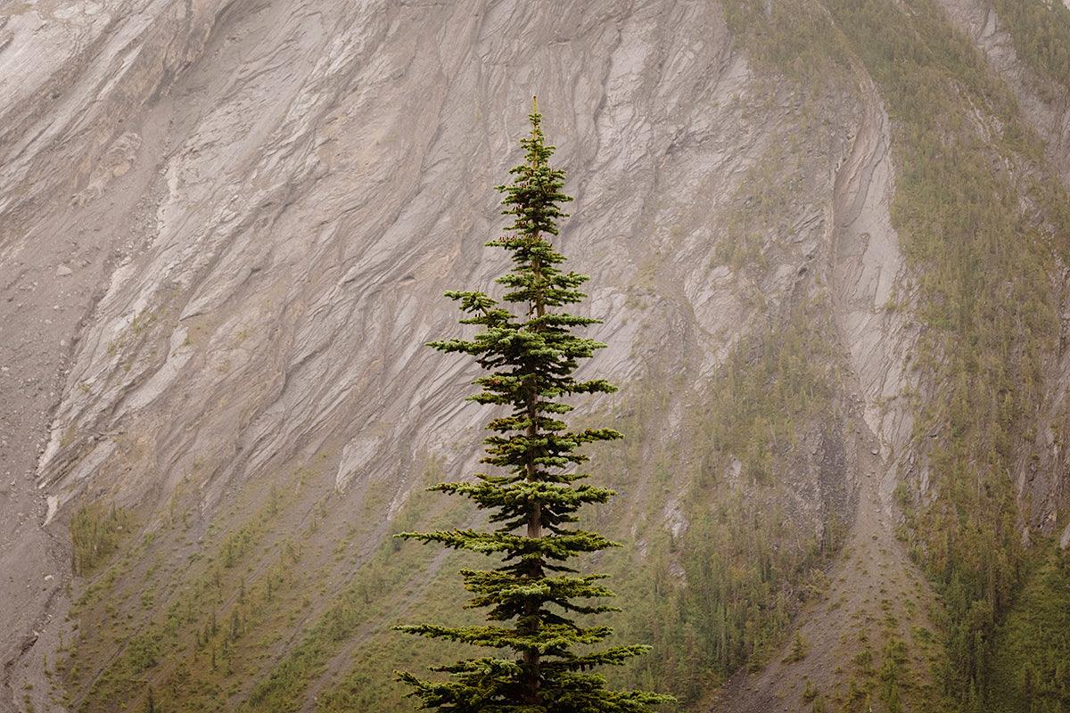 Lone evergreen, Icefields Parkway, Canada - Walloy