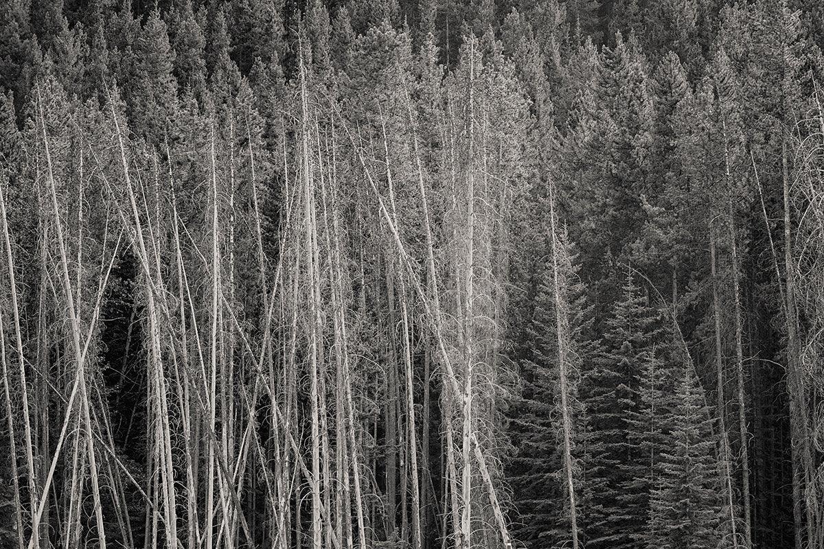Wall of Trees Number 1, Banff National Park, 2019 - Walloy