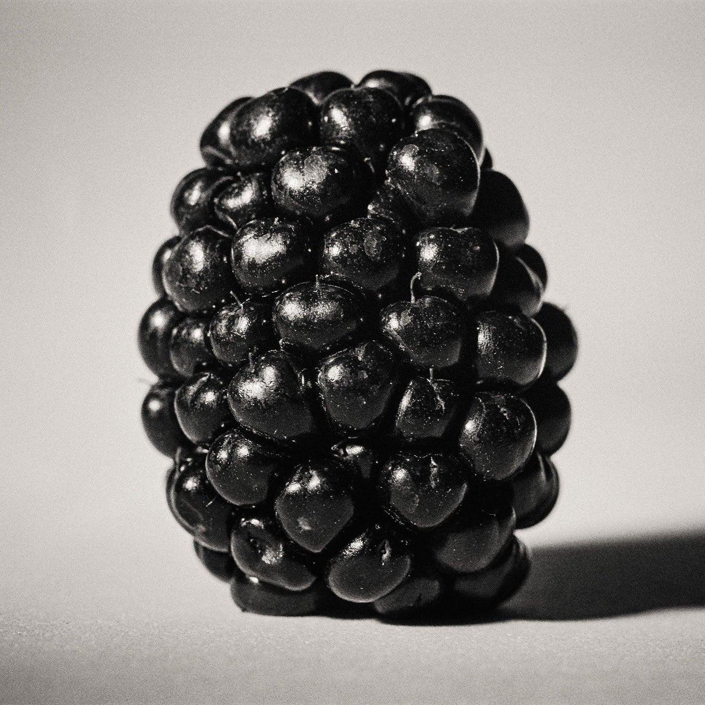 The Blackberry in shades of gray - Walloy