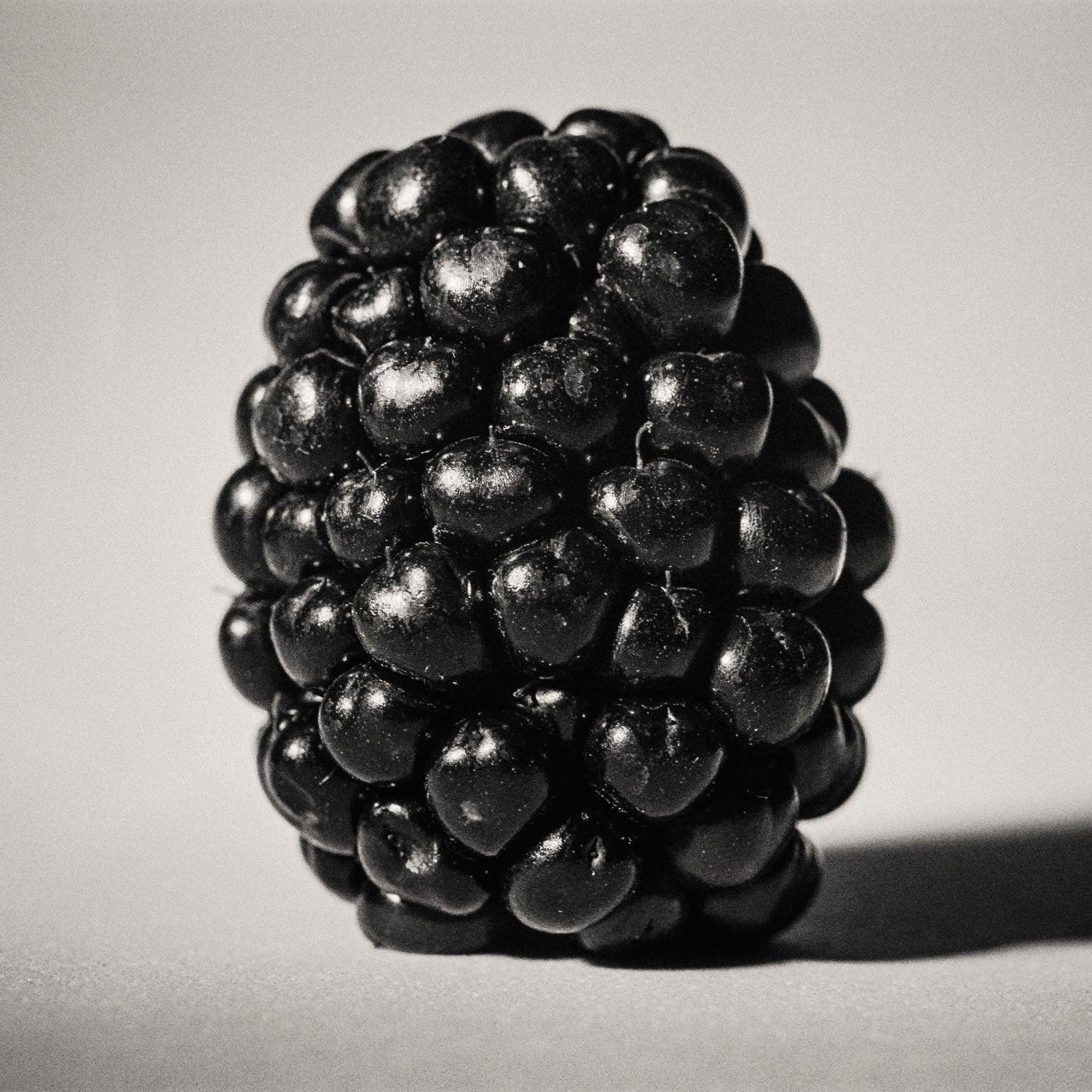 The Blackberry in shades of gray - Walloy