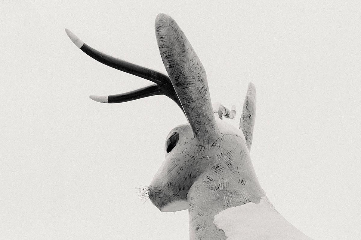 Jackalope study no. 1 - Walloy