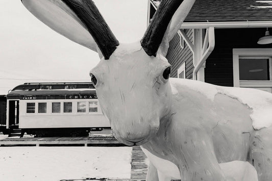 Jackalope study no. 3 - Walloy