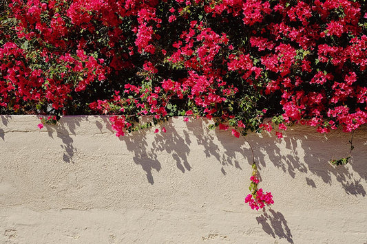 Bougainvillea hangs out in Palm Springs - Walloy